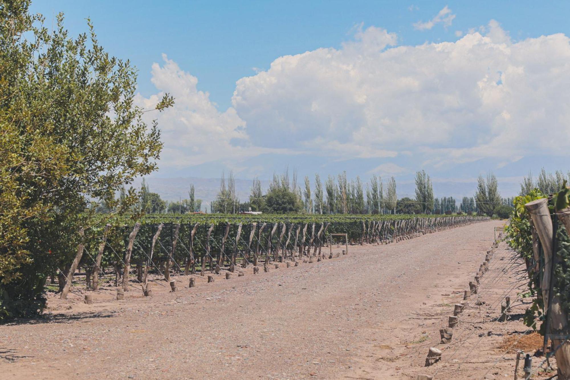 Enlace Wine House Lujan de Cuyo ภายนอก รูปภาพ